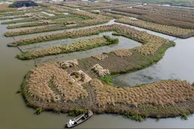 油菜版图新势力 不仅能赏花还有油、菜、蜜多用途图片
