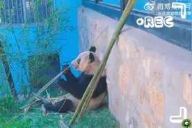 大熊猫“丫丫”目前状态咋样？最新画面→图片