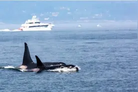 直布罗陀海岸频发虎鲸袭击事件图片