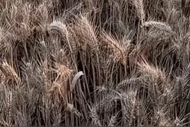 河南农户称近日降雨致麦子长芽，面粉厂不收新麦！当地回应图片
