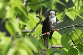 红嘴白头黑羽 叫声像羊似猫图片