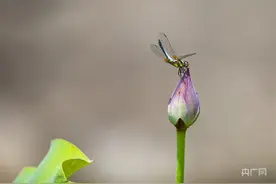瞰江西！仲夏蜻蜓立荷尖图片