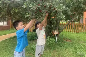 杨梅红了！薛峰幼儿园萌娃品尝甜蜜劳动果实图片