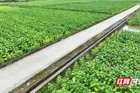 宜章：烟田“镶金边”助力烟叶丰产丰收图片