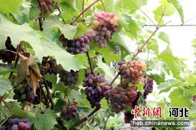 河北围场：特色种植助推乡村振兴图片