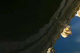 鱼跃龙门！故宫锦鲤跳出水面瞬间图片