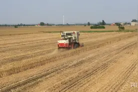 夏收现场|安徽宿州：夏争时忙农事  抢收小麦粒归仓图片