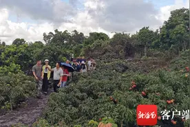 海口秀英区火山荔枝王已销售2521.97万斤 收购均价每斤在11元左右图片