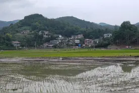 石阡17.9万亩水稻移栽正当时图片