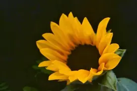 一举夺魁！40秒延时记录向日葵绽放为考生加油图片