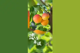 甜蜜来袭！青岛吃杏指南图片