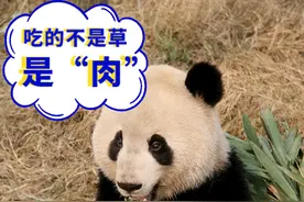 胸有成竹、勇攀高峰、一举高中！熊猫家族们给考生送祝福啦图片