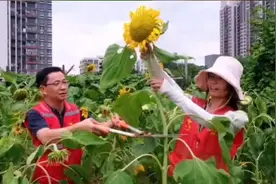 班主任用三个月开荒种花，送高考学生祝一举夺“葵”图片