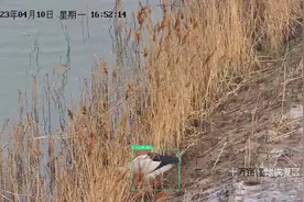 东营：AI赋能生物监测 为生物多样性保护“插上科技的翅膀”图片