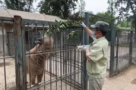 果然视频丨动物视界㉕——萌萌哒！金毛羚牛行为训练开始喽图片