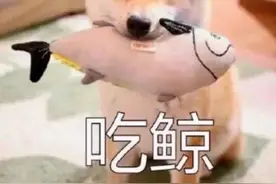 上海一小区居民被流浪狗追着跑，频遭扑咬！爱宠人士的投喂是“罪魁祸首”？图片