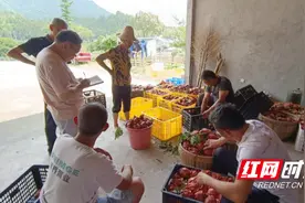 炎陵县霞阳镇：黄桃枝头俏 果农采收忙图片