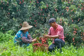 惠阳镇隆荔枝6月中旬上市，将启用全省最大的荔枝交易市场图片