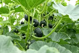 粉糯香甜！没人能拒绝~图片