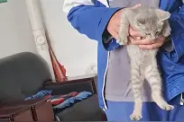 小学生捡流浪猫交给老师求照顾 老师：孩子很有爱心，让他提前放学带猫回家了图片