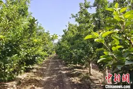新疆兵团团场“万元果树”成民众致富“法宝”图片