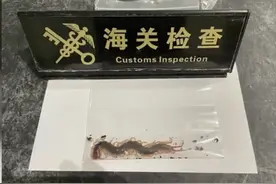 武汉查获剧毒蜈蚣127条图片