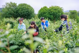 蓝莓采摘乐图片