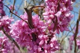翟所祥：紫荆花开图片