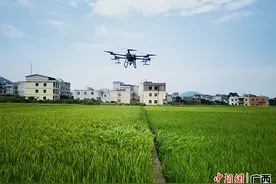 广西北流：早稻丰收在望 “富硒”充满希望图片