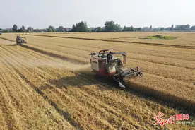 江苏淮安：大地铺金“丰”景如画图片