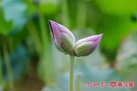 夏日惊喜！南宁这个地方出现罕见并蒂莲→图片