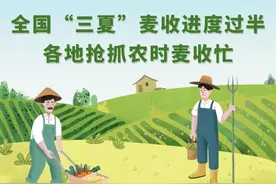 数读中国——全国“三夏”麦收进度过半 各地抢抓农时麦收忙图片