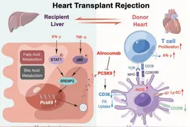 实力出圈！华科大5月科研成果上新！图片