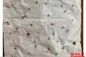 太离谱！2天被咬32个包！很多福州人已崩溃图片