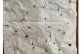 太离谱！2天被咬32个包！很多福州人已崩溃图片