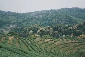 去茶山之巅，与山川对饮图片
