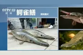 广州拟立法规范“野生动物放生”，违法放生最高罚10万图片