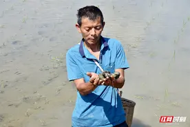 慈利县全力消杀福寿螺图片