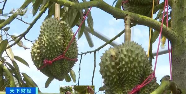 国产“水果之王”，预计本月上市！