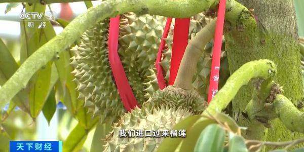 国产“水果之王”，预计本月上市！