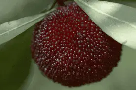 “一颗值千金”不只有荔枝，还有杨梅图片