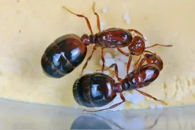 小心红火蚁！海南一男子被红火蚁咬伤后皮肤大面积感染坏死图片