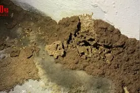 头皮发麻！柳州一小区大量出现这东西，水泥都被“啃”掉！还会影响楼体图片