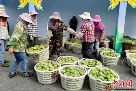 中国最大芒果生产基地广西百色鲜果上市 预计今年产量125万吨图片