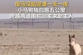 万物皆有灵！母马深陷泥潭小马驹奔跑回家求助图片