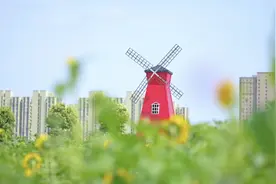 夏日限定浪漫，来宝山邂逅这片花海！图片