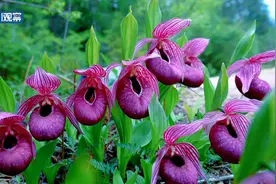 川渝好风光丨高颜值山花强势上线 凭颜值打动你图片