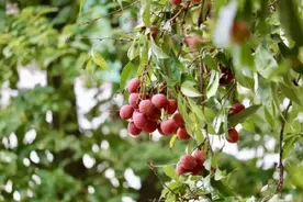 大学10万斤荔枝免费吃！网友：羡慕这词已经说倦了……图片