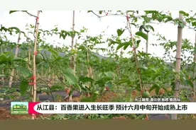 贵州三农 | 从江县：百香果进入生长旺季 预计六月中旬开始成熟上市图片
