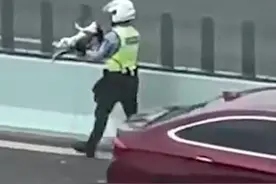喵星人被困高架，合肥交警一路追逐解救图片